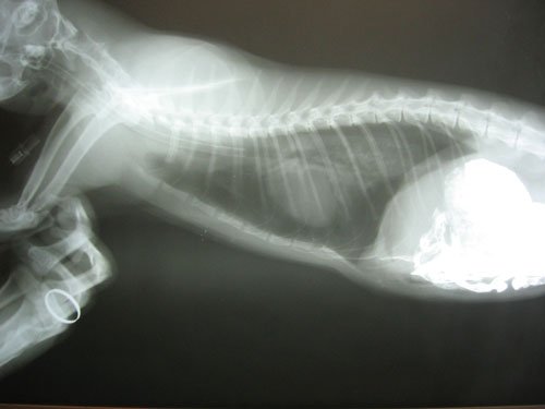 диафрагмальная грыжа у кошки рентген после операции